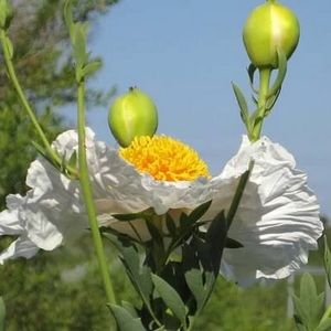 Meet your Posher, Lili